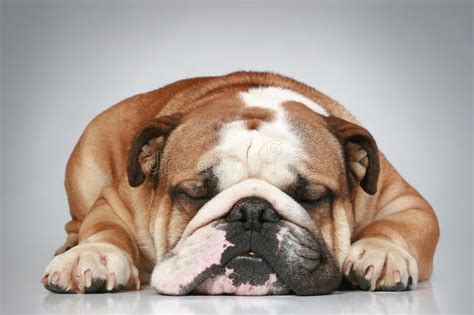 Grey white dog with blue eyes english bulldog puppies bulldog. English Bulldog Lying On Grey Background Stock Photo ...