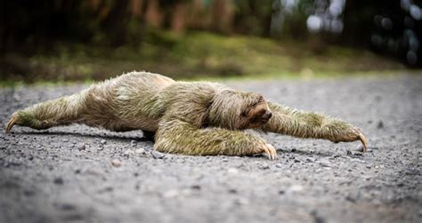 Why Sloths Are So Slow Uncover Some Fascinating Facts