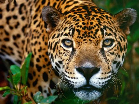 Welcome to my first video for the animal artists collective! Top 10 Facts About Jaguars | Rainforest Cruises