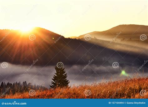 Incredibly Beautiful Sunrise In The Mountains Coniferous Trees In The