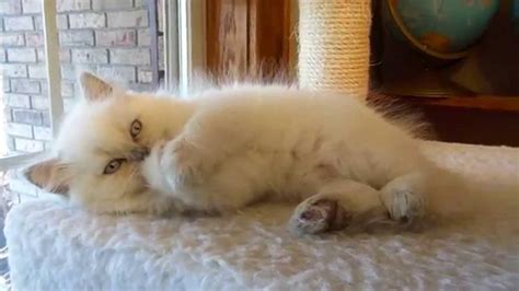 In 1957, the cat fanciers' association, which is the largest purebred himalayans originally came in seal, blue, chocolate and lilac point color varieties. Lilac Point Himalayan - YouTube