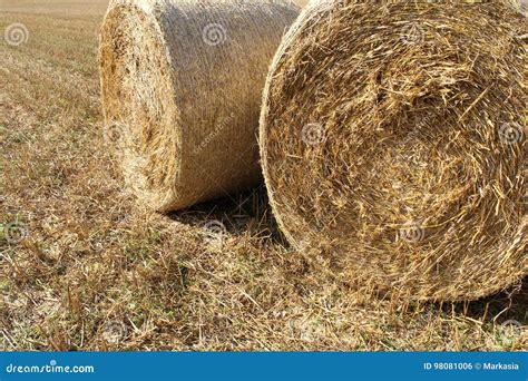 Straw Bales On The Wheat Fields Stock Photo Image Of Wheat Ground