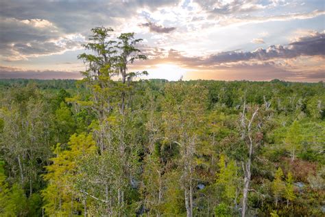 NORTH FLORIDA HUNTING LAND FOR SALE IN ALACHUA COUNTY - Realtree