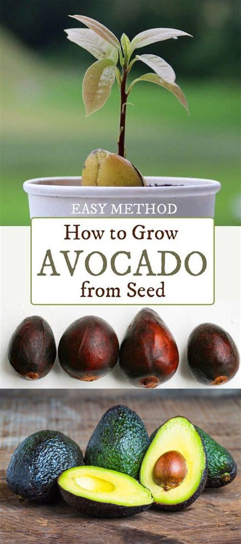 Learn how to grow an avocado from seed. How to Grow an Avocado from Seed - Tips & Tricks (With ...