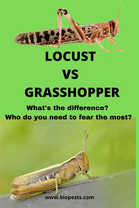 Are Grasshoppers Harmful To Our Gardens Organic Pest Organic Pest