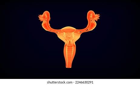 Female Reproductive System Cross Section Medical Stock Illustration Shutterstock