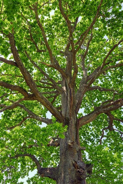 Big Oak Tree Seen From Below Stock Image Image Of Landscape Summer