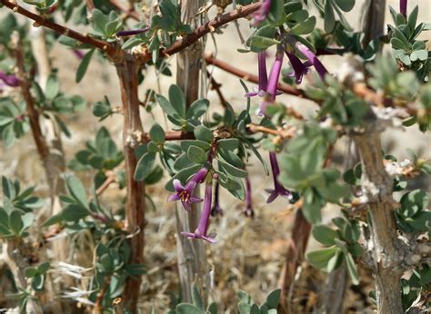 Desert Snowberry Search Native Plant Hub