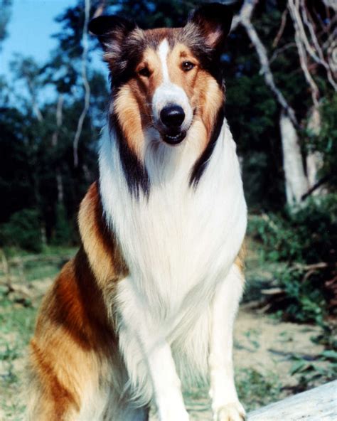 Lassie Puppy Love The 25 Greatest Dogs In Movies And Tv