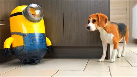Dogs Vs Minion Rc Prank Funny Beagles Louie And Marie Youtube