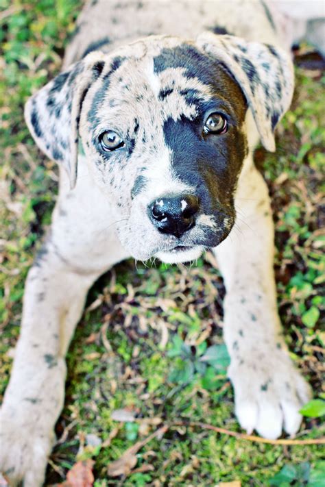 Read about height, weight, temperament, good with children, activity level, grooming tips and training requirements. Pin by Jessica Marie Photography on Dogs! | Boxer mix ...