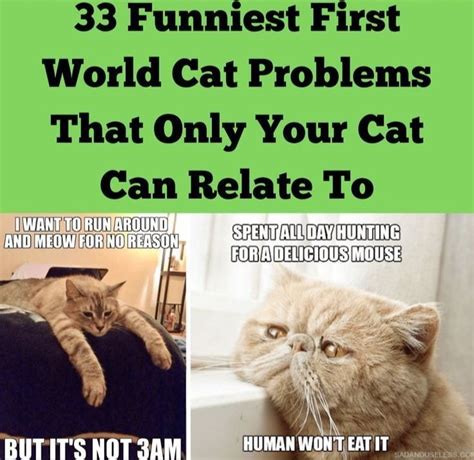 33 Funniest First World Cat Problems That Only Your Cat Can Relate To World Cat Cat Problems