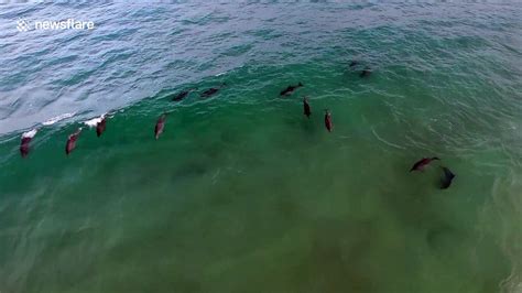 Drone Captures Pod Of Dolphins Video Dailymotion