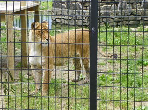 Wild Animal Safari Strafford Missouri Liger Half Lion Flickr
