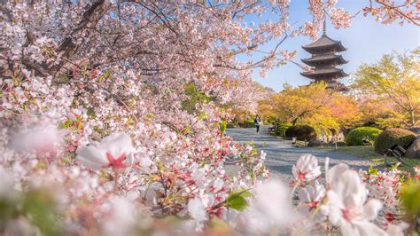 Toji Temple Japan Kyoto Pagoda Park With Blossom Sakura Spring Flower
