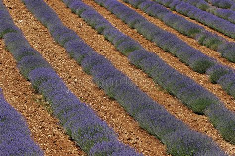 Lavender Field Provence France Stock Photo Image Of Southern