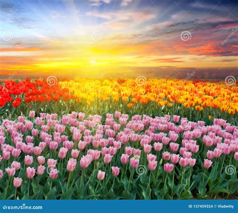 Tulips At Sunrise Stock Photo Image Of Bloom Easter 137459324