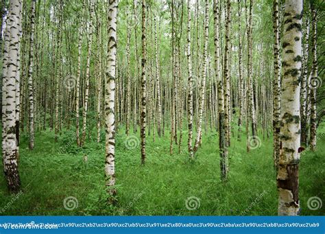 Birch Grove Green Leaves And Grass White Stemmed Slender Beauties Of