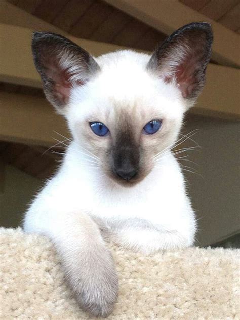 Darling Baby Pretty Cats Siamese Cats Beautiful Cats
