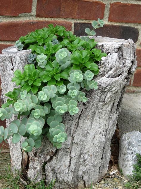 15 Excellent Tree Trunk Ideas To Decorate Your Garden The Art In Life