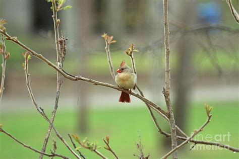 Female Cardinal In Spring 1355 Photograph By Jack Schultz Fine Art