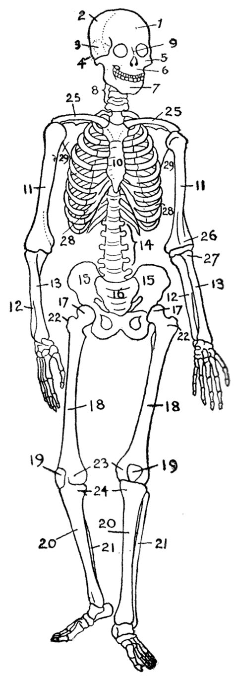 File Human Skeleton Diagram Png Wikipedia