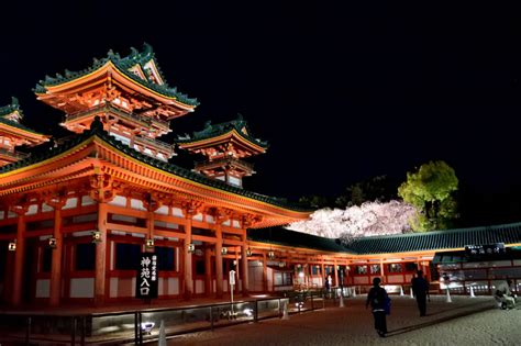 Japan Fantastic Night To Enjoy Music And Night Cherry Blossoms In