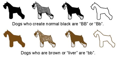 Maybe you would like to learn more about one of these? In addition, the AKC registers a particolour patterned ...