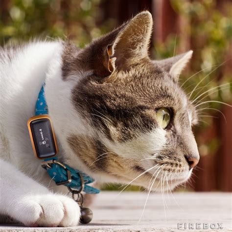Gps, radio frequency, or bluetooth. 5 Cat GPS Trackers You Should See - Slash Pets