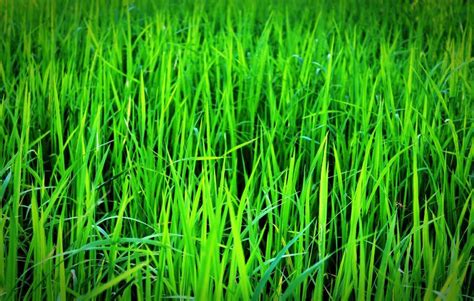 Free Stock Photo Of Dark Green Grass Download Free Images And Free