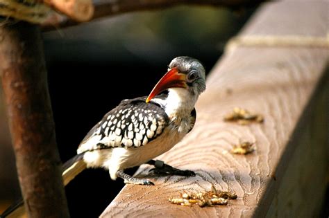 Curious Bird Pentax User Photo Gallery