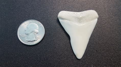 Great White Shark Tooth Found Beach Combing In Northern California R