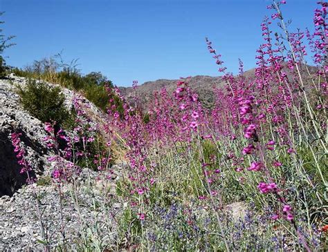Perry Penstamon Desert Wildflower Reports For Phoenix And Northern