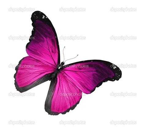 Mariposa Violeta Volando Aislada En Blanco Fotografía De Stock © Sun