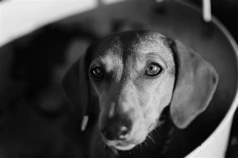 Dachshund Nola Black And White Sunday Happy Easter