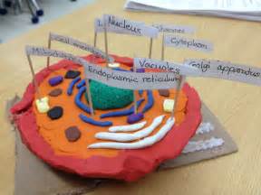 How To Make Animal Cell Project Create A Cross Section Of An Animal