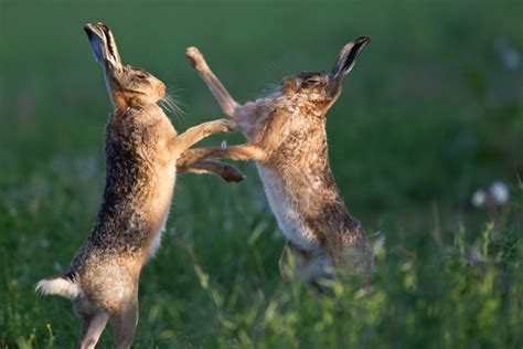 Hare Raising Truths About The Mad March Hare