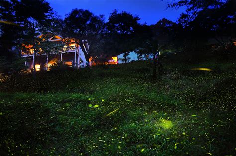 World Firefly Day Keeping Fireflies In The Neighborhood Xerces Society