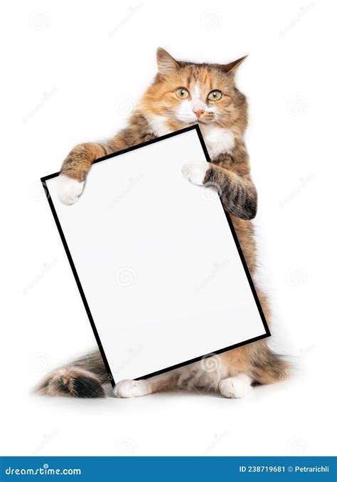 Isolated Cat Holding A Blank Sign With Paws While Standing Upright And