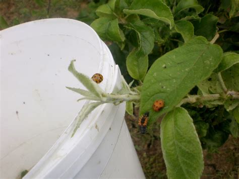 Les Coccinelles Ma Passion Du Verger