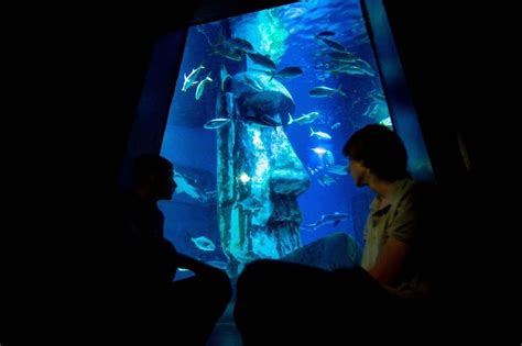 Visita Sea Life London Aquarium Biglietti E Orari