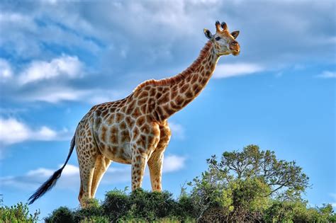 Animal Giraffe Hd Wallpaper