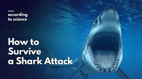How Close To Shore Do Most Shark Attacks Happen The 8 Latest Answer