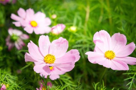 Pink Cosmos Flowers Daisy Blossom Flowers In The Garden Stock Image