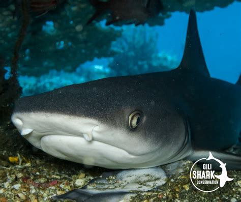 A Full Guide To Shark Reproduction And Baby Sharks