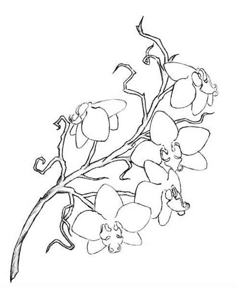 Orchid Line Drawing At Getdrawings Free Download