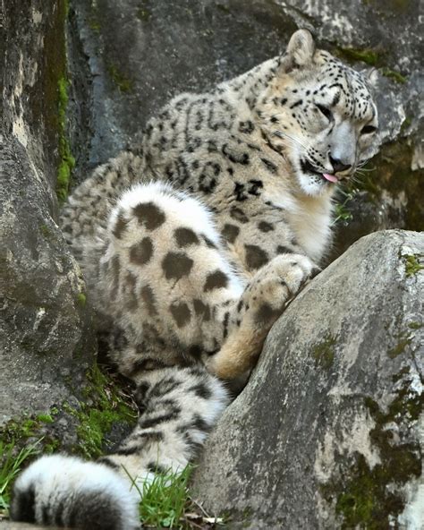 Nekooyaji On Lion Cat Animals Beautiful Snow Leopard