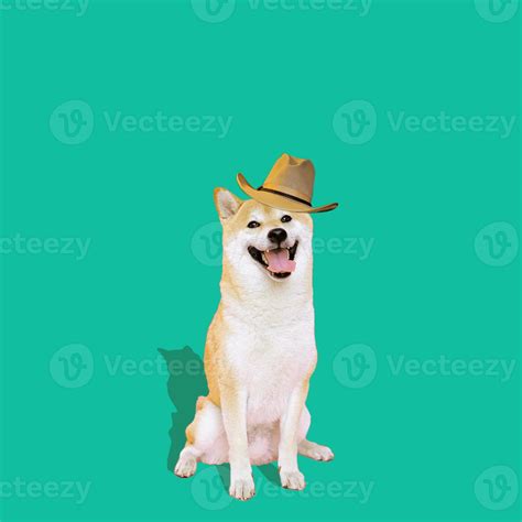 Shiba Inu Dog With Cowboy Hat Perfect For Design Project 6400463 Stock