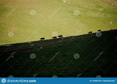 Landscape Of The Hills And Grazing Animals Stock Photo Image Of