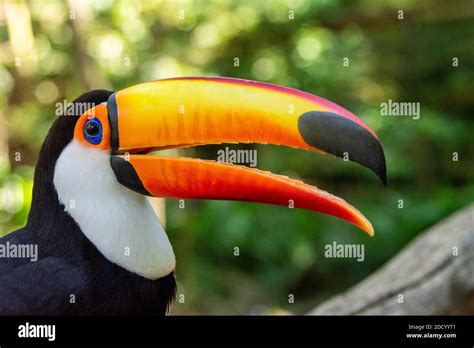 The Toco Toucan In The Rainforest Of Southern Brazil Is Also Known As
